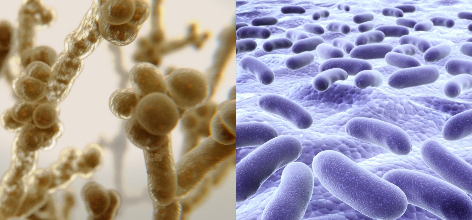 Side-by-side microscopic illustration comparing two types of microbes, highlighting visual differences between yeast and bacterial growth.