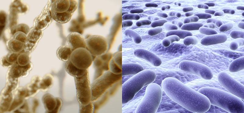 Side-by-side microscopic illustration comparing two types of microbes, highlighting visual differences between yeast and bacterial growth.