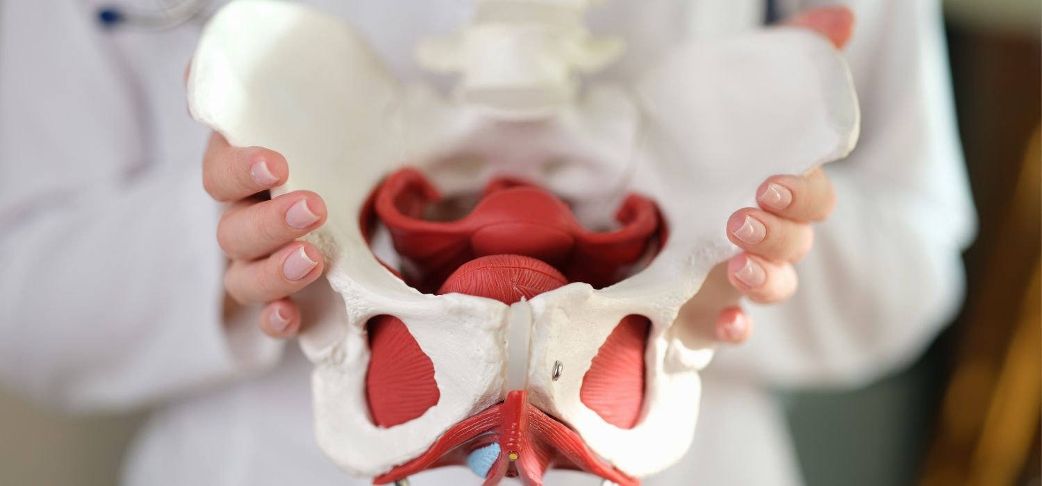 Hands holding an anatomical pelvic model showing the female pelvis from the front, with white pelvic bones and red muscle structures visible, used for medical or educational demonstration of pelvic anatomy.