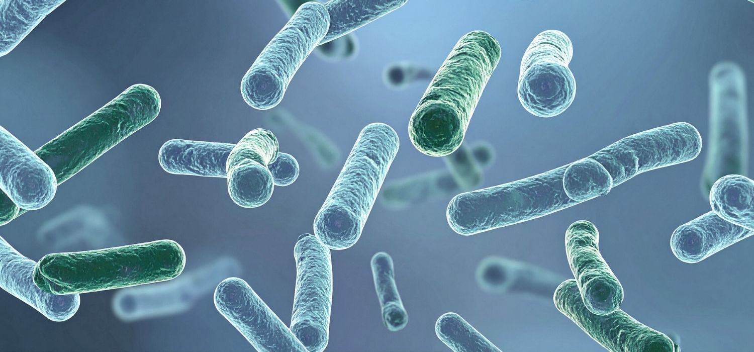 A 3D-rendered image of Lactobacillus bacteria floating against a bluish-grey background.