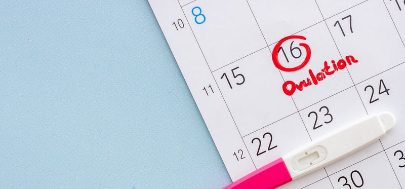 Calendar marked "Ovulation" on the 16th next to a test stick.