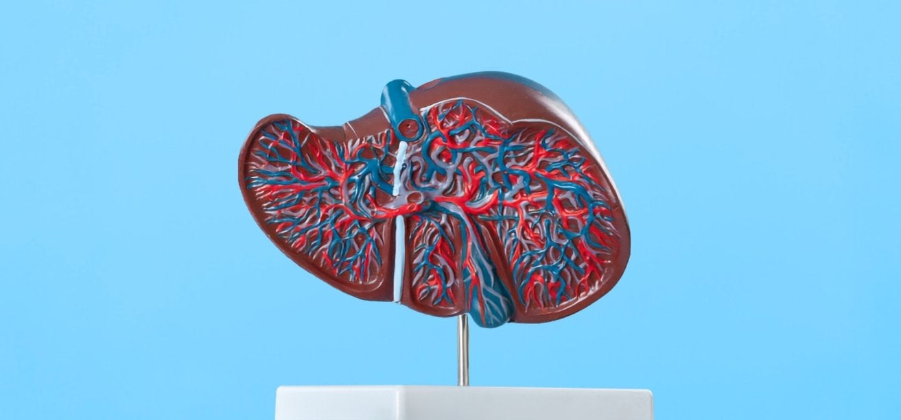 An anatomical cross-section model of a human liver showing internal blood vessels, mounted on a stand against a blue background.