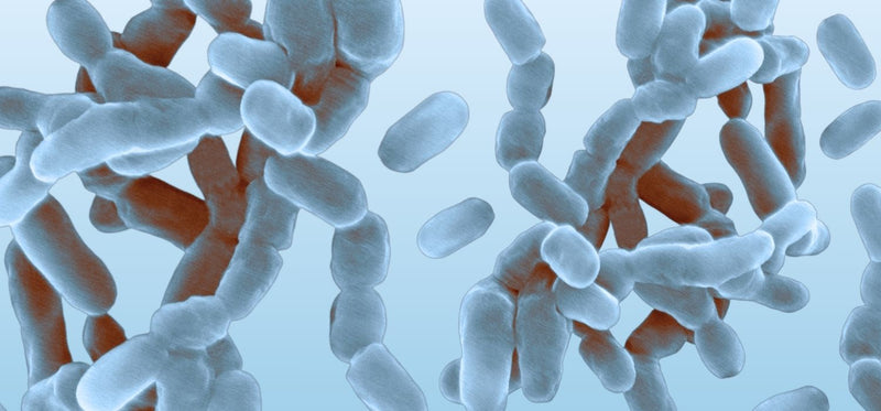 Microscopic view illustration of rod-shaped bacteria colonies on a light blue background.