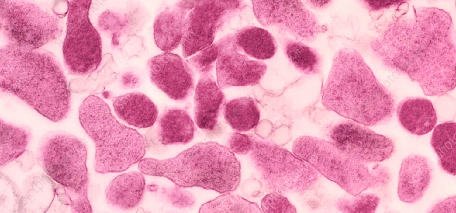 An image showing a microscopic view of mycoplasma genetalium bacteria.