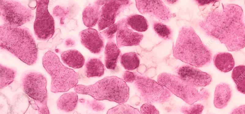 An image showing a microscopic view of mycoplasma genetalium bacteria.