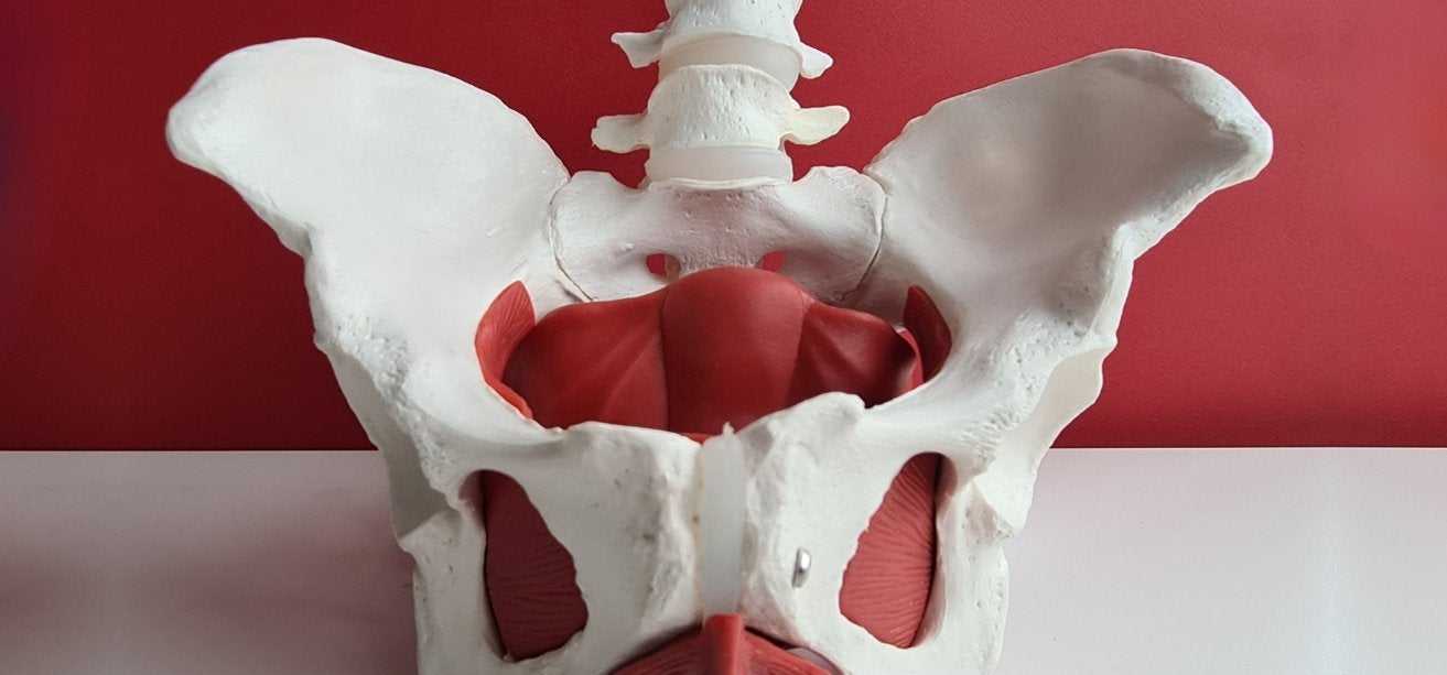 A medical anatomical model of a human pelvis showing bone structure and red pelvic floor muscles against a red background.