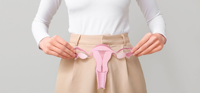 A close up of a woman, wearing office clothes, holding a cardboard cutout of the uterus and the Fallopian tubes.