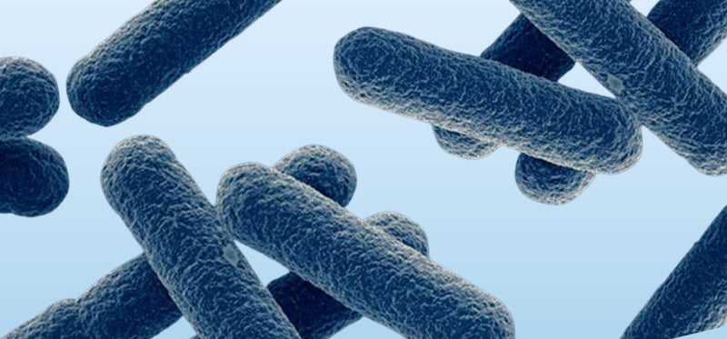 A 3D rendered image of a microscopic view of the atopobium vaginae bacteria.