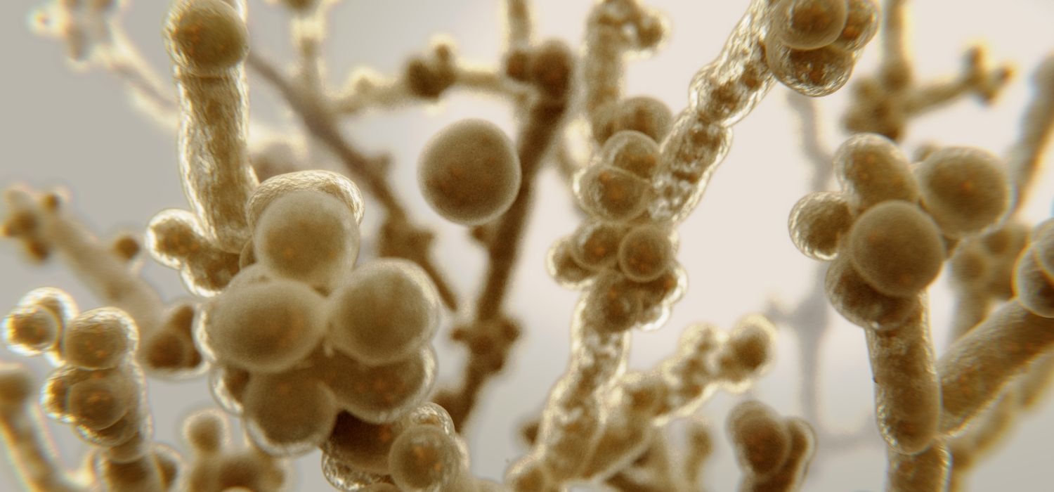 A 3D depiction of Candida albicans bacteria.