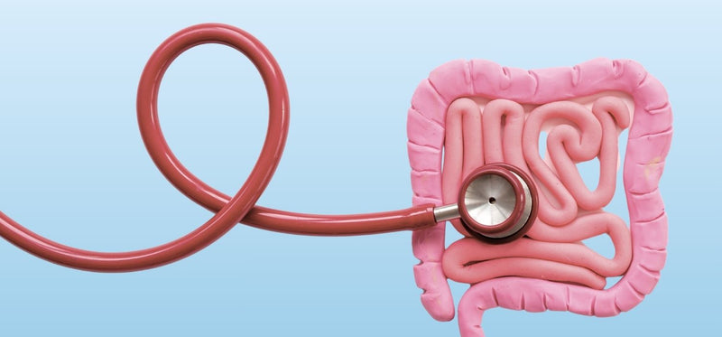A 3D rendered image of a stethoscope pressed against a model of the small and big intestines.