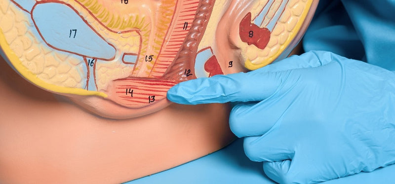 A gloved hand pointing to the pelvic floor muscles on an anatomical pelvic cross-section model.