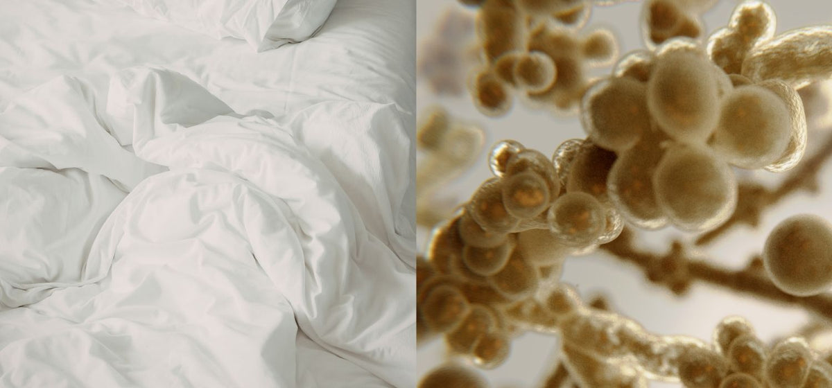 An image of two side-by-side images, the first one a photo of messy white bedsheets, while the second is a 3D-rendered visualization of the Candida albicans bacteria, a common cause for yeast infections.
