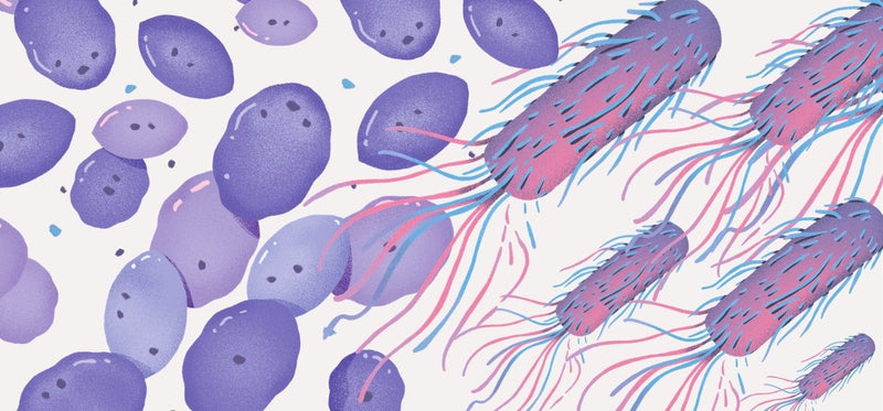 Illustration of round purple cocci bacteria and rod-shaped pink bacilli bacteria with flagella.