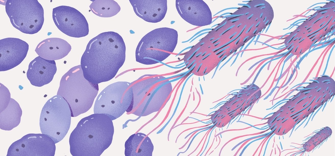 Illustration of round purple cocci bacteria and rod-shaped pink bacilli bacteria with flagella.