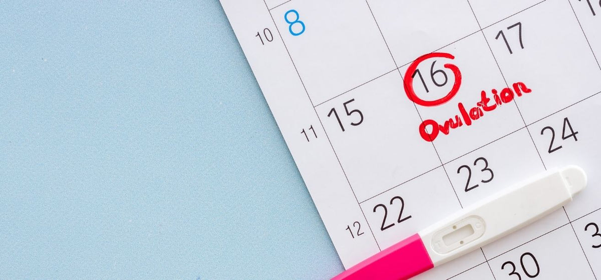 Calendar marked "Ovulation" on the 16th next to a test stick.
