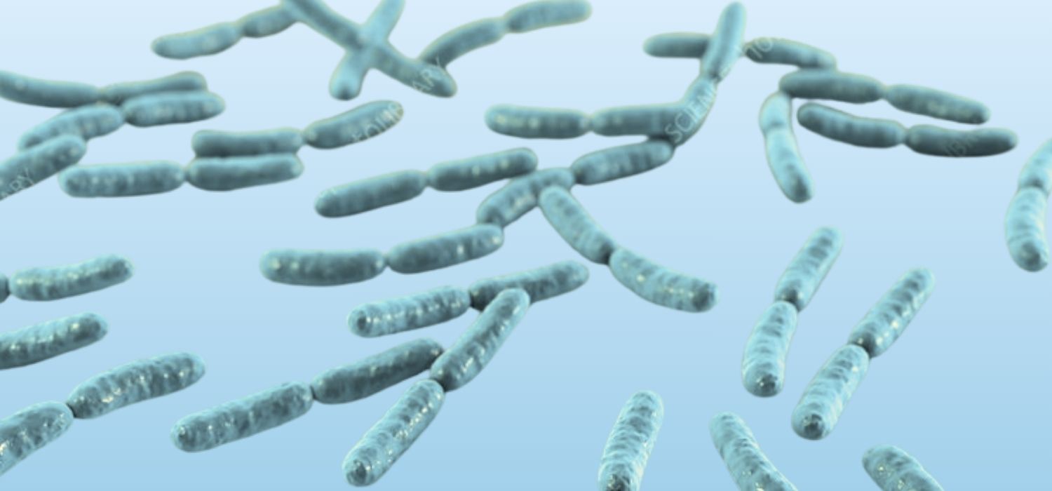 Meet Your Vagina's Best Friend: Lactobacillus Crispatus