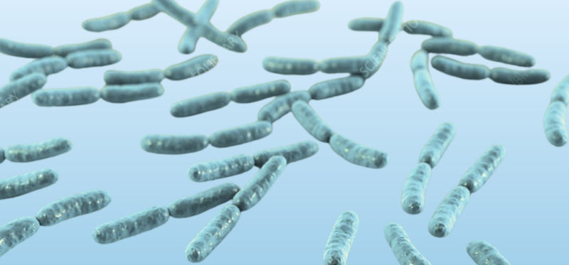 Lactobacillus Crispatus: The Best Probiotic for Women's Vaginal Health