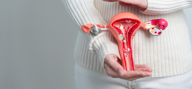 A person holding a 3D medical model showing a cross-section of the human uterus and ovaries.
