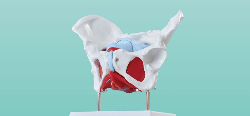 Pelvic Inflammatory Disease: What Every Woman Should Know