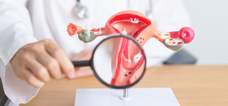 An image of a doctor in a white coat, holding a magnifying glass in front of a plastic model of the uterus.