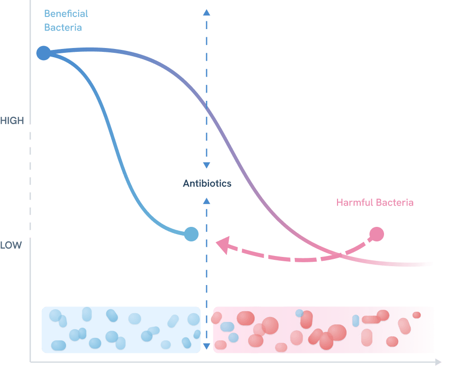 Graph illustrating the effects of antibiotics on beneficial and harmful bacteria levels.